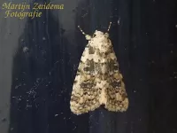 Lichte korstmosuil [Bryophila domestica]